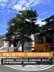 带猫上班不抓狂？双桥2049这体验 - 缩略图 1