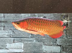 真房｜温特莱中心 |267平｜3.5万｜CBD核心白菜价？ - 缩略图 14