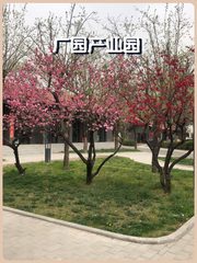 东四环独栋125平 高挑空采光好 拎包入驻 - 缩略图 1