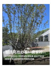 智造高地必看！唐家岭双院落静待远见者 - 缩略图 1