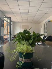 推荐果荳院子170平低密花园办公 - 缩略图 1